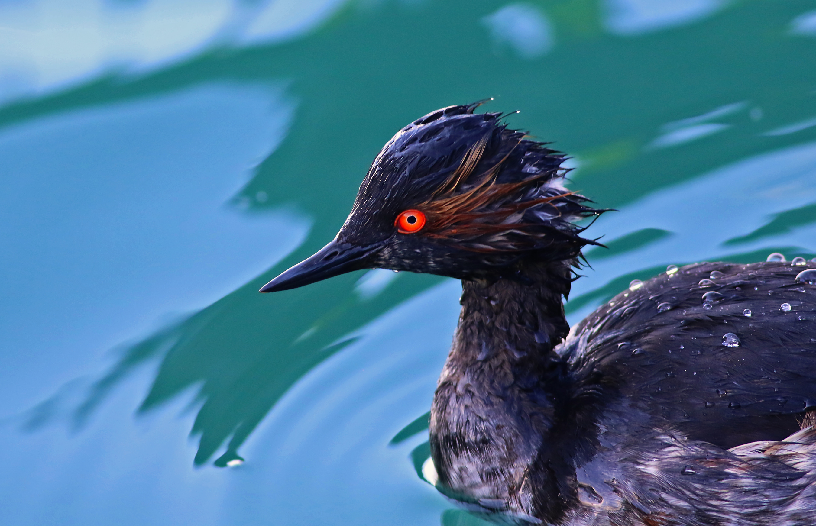 Eared Grebe